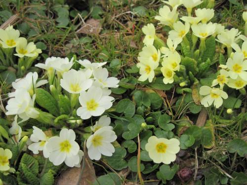 2015_03_21 OMC-Ausfl.2-Tg.Steiermark #0140