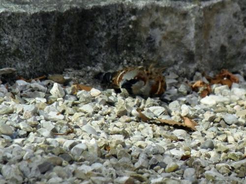 2015_04_12 OMC-Radausflug a #0262