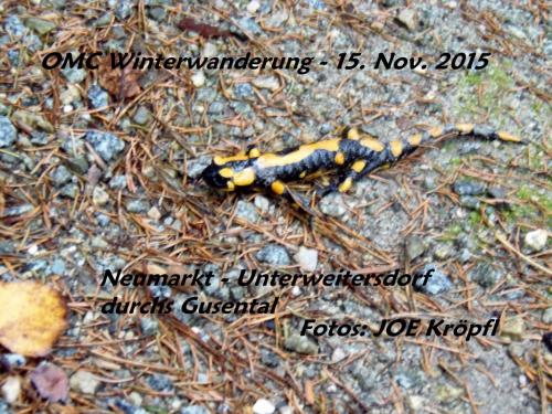 2015_11_15 OMC Wanderung #1194