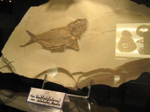 2016_03_19 OMC Frühjahrsreise Kärnten 2-Tg #1377