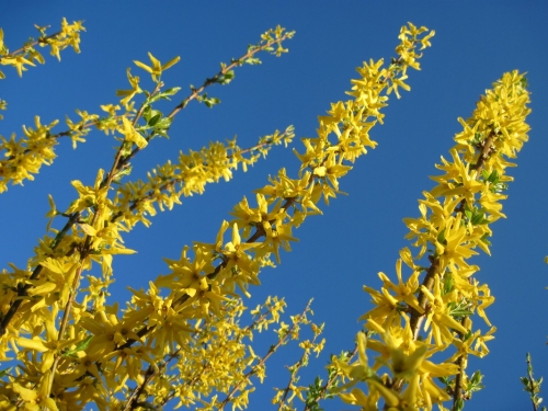 2017_04_09 OMC 1. CA Auffrischungsimpfung #2451