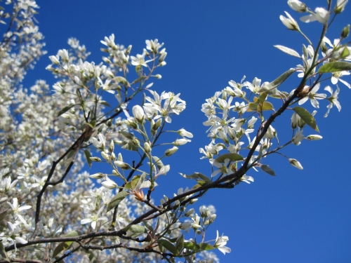 2017_04_09 OMC 1. CA Auffrischungsimpfung #2458