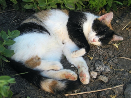 2019_06_29 OMC Waldviertel 2 Tage #4244